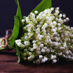 5 Lilies of The Valley Bulbs Rhizomes, Lily of The Valley Bulbs for Planting, Perennial Flower Bulbs Garden