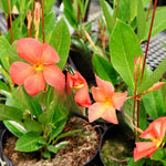 Set of 2 Mandevilla Live Plants, Orange Mandevilla Flower Plants, 4 to 6 Inches Tall Garden