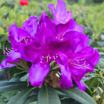 Purple Azalea Plants Live Tree for Outdoor Growing, 9 Months Old Starter Size, Azaleas Rhododendron Flower Vibrant Color Spring Planting