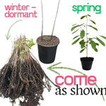 Pawpaw Tree Live Plant 1 Year Old in Quart Pot, Paw Paw Trees Plants Live for Planting, 6-12" Tall Cold Hardy