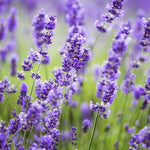 Pack 4 Phenominal Live Lavender Plants for Outside, Blue Purple Lavender Plants No Pot, 5-7" Tall Gardening Indoor Outdoor Spring Planting
