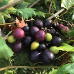 Black Muscadine Grape Plant Live, 6-12 Inch Tall, in 4" Pot, Well Rooted Vines for Outdoor Planting