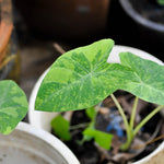 Colocasia Elephant Ears Live Plant, Alocasia Plant, Esculenta Taro Live Houseplant, 5-7 Inc Tall (Bicolor)