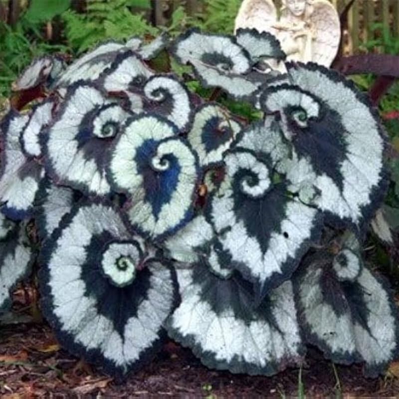 Set of 2 Begonia Angel Wing Maculata Live Plants, 5-9 Inch Tall, Silver Green Polka Dot Begonia for Home and Garden Decor