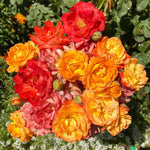 Orange Yellow Climbing Rose Live Plant Well Rooted, No Leaf, Ready to Plant Indoor Outdoor, Climber Rose Bush, Hybrid Tea Rose Like, Very Fragrant, Long Bloomer