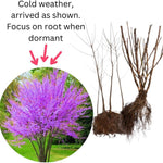 Set 4 Eastern Redbud Live Trees, 6-12 Inches Tall, Bareroots Dormant, Hardy Ornamental Flowering Tree for Garden Landscape