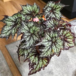 Summer Begonia Plant Live 4-6 Inches, Starter Begonia Well Rooted, Colorful Foliage Plant for Indoor Decor and Patio Pots