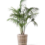 Live Palm Tree Plant in 3 Gallon Pot, No CA, Large Fully Rooted Size, Ready to Plant for Home Décor Indoor Outdoor Landscape, Rare Palm Trees, Green Palm