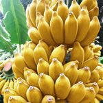Grand Nain Banana Plant Tree Live, Cold Hardy 4-7" in Tall, No Pot, Outdoor Spring Planting, Rare and Sweet Banana Plants