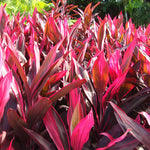 4 Giant Cordyline Red Sister Ti Plants Live, Hawaiian Red Ti Leaf Plants, Red Cordyline Plant Live 4 to 6 Inch Height