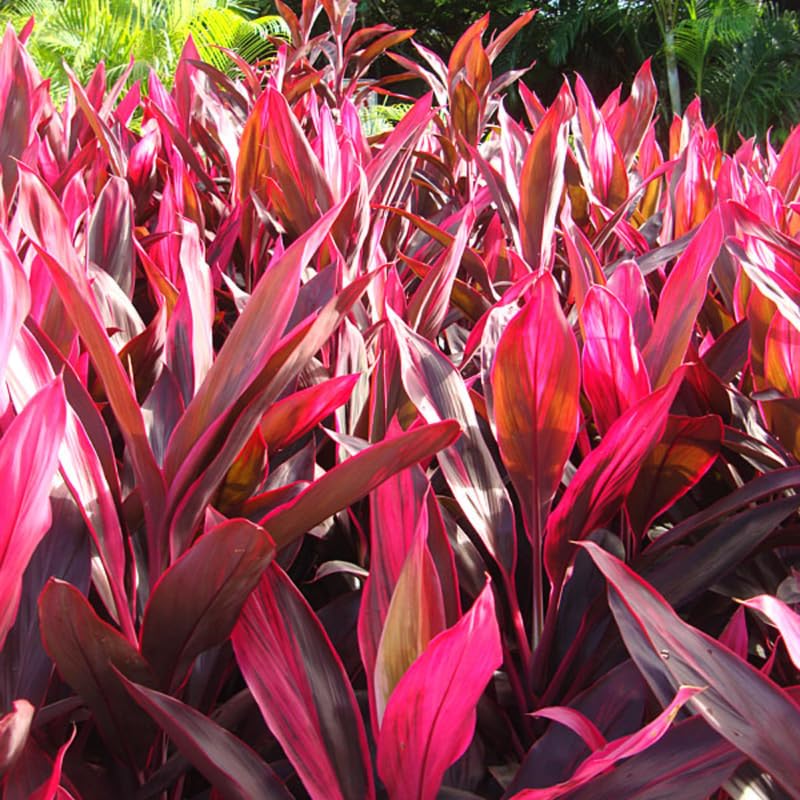 2 Giant Cordyline Red Sister Ti Plants Live, Hawaiian Red Ti Leaf Plants for Planting, Red Cordyline Plant Live 4 to 6 Inch Tall