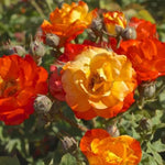 Pack 2 Mix Climbing Rose Live Plants Bushes Fragrant Well Rooted - No Leaf - Cut Back for Summer Planting (Stripes Rose and Red Orange)