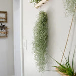 Fresh Air Plant Live Spanish Moss Houseplants Clump 10" Long to Grow, Tillandsia Air Purifying Plants Indoor for Hanging Décor