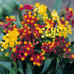 Pack 2 Milkweed Live Plants, Butterfly Milkweed Shrub, Asclepias Tuberosa Plants 4-8 Inches (Assorted)