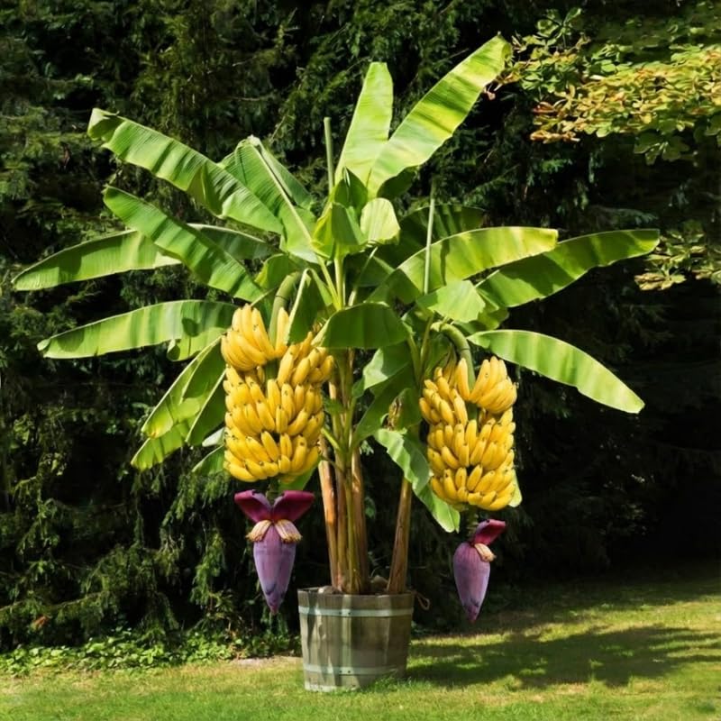 Grand Nain Banana Plant Tree Live, Cold Hardy 4-7" in Tall, No Pot, Outdoor Spring Planting, Rare and Sweet Banana Plants