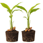 Set 2 Yellow Turmeric Plants Live, Curcuma Turmeric Roots Live Plant, 5 to 7 Inc Starter Plants
