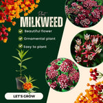 2 Butterfly Milkweed Plants Live, Asclepias Tuberosa Tropical Milkweed Flowers for Butterfly Garden, 4-9" Tall Perennials, No Pot Included (Deep Red Milkweed)