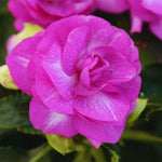 2 Impatiens Plants Live, Impatiens Flower Live Plant, 5 to 7 Inc Tall, Annual Flower Hanging Basket Plants Outdoor Indoor (Double Purple)