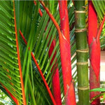 Palm Tree Live Plant, Fully Rooted in 3 Gallon Pot, Rare Tropical Plant Live for Indoor or Outdoor Growing, Red Lipstick