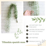 Fresh Spanish Moss Live Air Plant Tillandsia Decorative Garden Craft Basket, 2 Clumps 10-12" Long