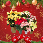2 Multi Varieties Poinsettia Plants Live, Polka Dot Red Poinsettia Flowers for Holiday Christmas Gift, Decoration Houseplant 5-10" in Tall, No Pot