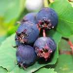 Serviceberry Live Plant, Berry Bush Plant, 1-2 Ft Tall