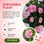 2 Euphorbia Milii Pink Crown of Thorns Plant Live, Cold Hardy Succulent Houseplant 4-7" Tall with Constant Blooms