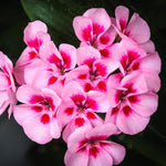 2 Rose Geranium Plants Live, Vibrant Blooms, Hardy Perennial Geranium Flowers 4-8 Inches, Indoor Outdoor Planting