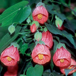 2 Abutilon Plants Live for Planting 4 to 7 Inch Height, Lantern Abutilon Live Plants Bell Shaped Flowers, Abutilon Flowering Live Plants (Pink Abutilon Plants)