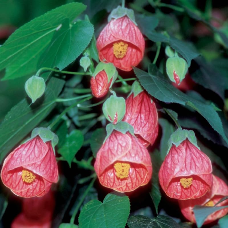 2 Abutilon Plants Live for Planting 4 to 7 Inch Height, Lantern Abutilon Live Plants Bell Shaped Flowers, Abutilon Flowering Live Plants (Pink Abutilon Plants)