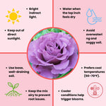 Rose Live Plant, Roses Flower Plant, Fragrant Flower for Planting, 4-6 Inches Tall, Bush Shrub Plants, Well Rooted, Ready to Grow (Orange Rose)