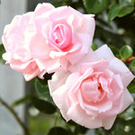 Climbing Roses Live Plants, Rose Bushes Ready to Planting, No Pot, Cut Back, Well Rooted, 6-8 Months Old (New Dawn)