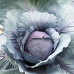 2 Pots Red Purple Cabbage Plants, 4 Inch Pot Cabbage Plants Live for Planting Indoor Outdoor Home Garden, Containers, Live Vegetables Plant