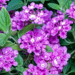 Purple Lantana Plants Live for Outdoor Planting, No Pot, 5-9 Inches Tall, Vibrant Color