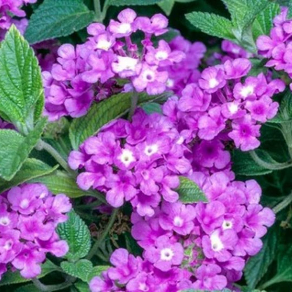 Purple Lantana Plants Live for Outdoor Planting, No Pot, 5-9 Inches Tall, Vibrant Color