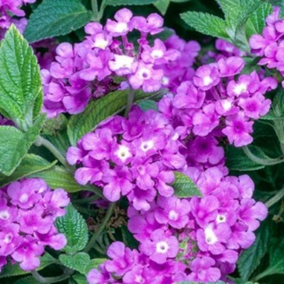 Purple Lantana Plants Live for Outdoor Planting, No Pot, 5-9 Inches Tall, Vibrant Color