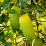 White Finger Lime Tree Live Plant, Rare Citrus Fruit Tree from 1–2 Feet Tall in 3 Gallon Pot, Ready for Indoor Outdoor Planting