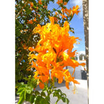 2 Mango Honeysuckle Plants Live for Planting, Fragrant, Easy to Grow, Perfect for Landscaping, No Pot, Ideal for Trellises Fences, Climbing or Bush, Rooted Cutting 8-12", Dormant No Leaf