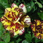 Rare Rose Bush, Rose Plant Live for Planting Indoor Outdoor, 6-10" Tall, Fragrant Flowers Well Rooted Plant (Red Yellow Rose)