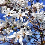 Magnolia Tree Live Plant 6-12 Inch Height, Fragrant Magnolia Plant Live to Grow, Magnolia Bush Flowers (Star Magnolia)