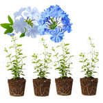 Set 4 Mix Plumbago Plants Live, Plumbago Flower Live Plants, 4 to 6 Inc Tall, Tropical Shrub Plant