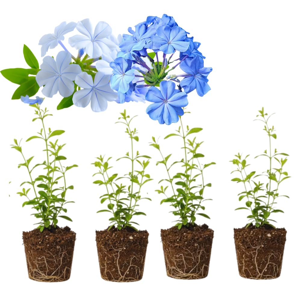 Set 4 Mix Plumbago Plants Live, Plumbago Flower Live Plants, 4 to 6 Inc Tall, Tropical Shrub Plant