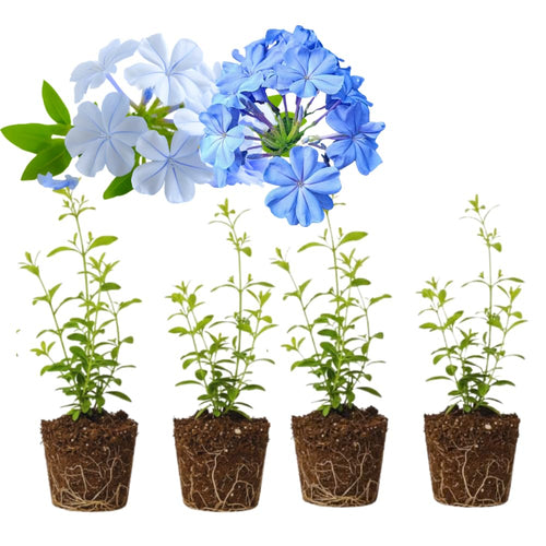 Set 4 Mix Plumbago Plants Live, Plumbago Flower Live Plants, 4 to 6 Inc Tall, Tropical Shrub Plant