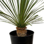 Live Palm Tree Plant in 3 Gallon Pot, No CA, Large Fully Rooted Size, Ready to Plant for Home Décor Indoor Outdoor Landscape, Rare Palm Trees, Silver Yucca Palm