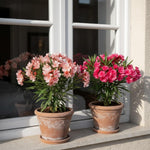 Pack of 2 Mix Oleander Plant Live, Multicolor Oleander Live Plant, 5 to 7 Inches Tall, Flowering Ornamental Shrub, Easy Care Outdoor Plant