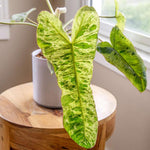 Philodendron Live Plant, Rare Variegated Houseplant 5-8 Inch Tall, Indoor Live Plant for Home or Office Decor, No Pot (Variegated Philodendron)