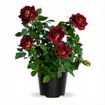 Rose Live Plant, Roses Flower Plant, Fragrant Flower for Planting, 4-6 Inches Tall, Bush Shrub Plants, Well Rooted, Ready to Grow (Orange Rose)