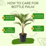 Palm Tree Live Plant Indoor Outdoor, Rare Succulent Palm Houseplant for Indoor or Outdoor Growing, 1 Gallon Pot, Bottle
