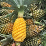 Live Pineapple Gold Plant, 4-8 Inches Tall, Sweet Pineapple Fruit Live Plant, Tropical Tree for Planting Outdoor, No Pot