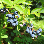 Pack 2 Blueberry Bush Live Plant, Blueberry Plants Live for Planting 5 to 9 Inch Height, Sweet Blueberries Tree Live Plant (Emerald Blueberry)